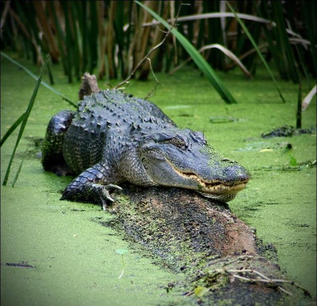 Alligator swamp