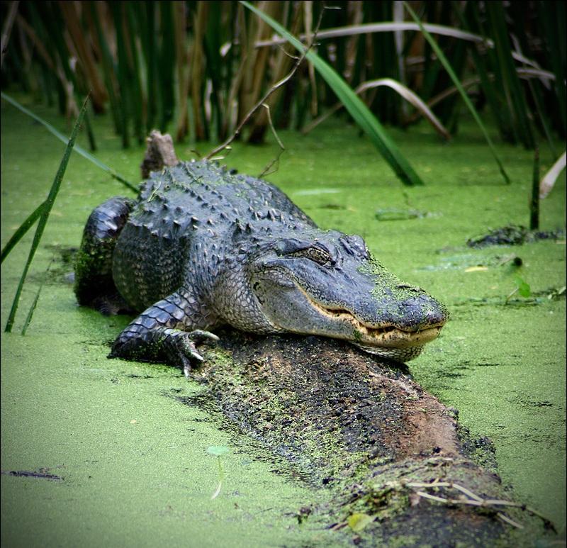 An Alligator in the Swamp…