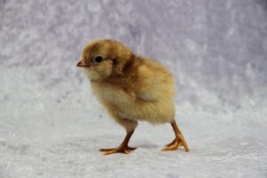 cute-fluffy-chick